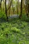 Sunlight on the Woodland Bluebells