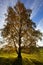 Sunlight through woodland tree