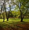 Sunlight through woodland trees