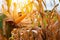 Sunlight the yellow corn blooms majestically amidst the dry cornfield, radiating with vibrant life