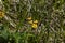 Sunlight Yellow Geum or avens flowers on glade, Rila mountain