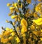 Sunlight on yellow hedgerow sweet scented flowers