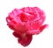 Sunlighted flower of rose