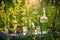 sunlit absinthe bottles and glasses on a wildflower meadow