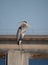 Sunlit Adult Great Blue Heron in Profile Standing on a Post