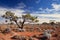 Sunlit Australian outback landscape with trees, shrubs and spinefex