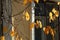 Sunlit autumn cherry-tree leaves and bare branches on the background of an old house window