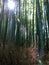 Sunlit bamboo forest, with lens flare and spiderweb