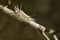 Sunlit Banded Tussock Moth Caterpillar on Branch