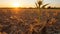 Sunlit Barren Wheat Field: A Captivating Summer Landscape