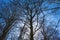 Sunlit beech in a colorful forest in bright sunlight in springtime