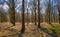 Sunlit beech in a colorful forest in bright sunlight in springtime