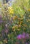 Sunlit biodiverse colorful Australian native sandstone heath in flower in late winter to spring in Sydney