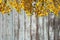 Sunlit birch branches with bright yellow leaves on background of wall of wooden boards with shabby paint.