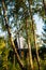 Sunlit birches on backyard in village at sunset