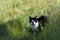 Sunlit Black and white Cat in long grass