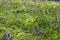 Sunlit bracken Pteridium aquilinum and bluebells hyacinthoides non-scripta on a forest floor