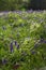 Sunlit bracken Pteridium aquilinum and bluebells hyacinthoides non-scripta on a forest floor