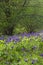 Sunlit bracken Pteridium aquilinum and bluebells hyacinthoides non-scripta on a forest floor