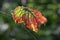 Sunlit Bramble leaf, Rubus fruticosus, turning red in autumn, close-up view, green background