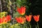Sunlit bright orange tulip flowers, Tulipa ballerina, lily-flowered tulip, blooming in the spring sunshine Shropshire, UK