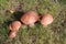 Sunlit brown mushrooms on a lawn