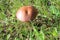 Sunlit brown mushrooms on a lawn