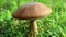 Sunlit brown mushrooms on a lawn