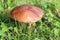 Sunlit brown mushrooms on a lawn
