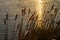 Sunlit Bulrush plant or Broadleaf Cattail is growing along the waterside