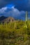 Sunlit Cacti on a Stormy Day