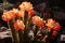 sunlit cactus flowers with contrasting shadows and textures