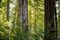 Sunlit California Sequoia Redwood Pine Trees