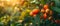 Sunlit Cashew Bounty: Nature\\\'s Harmony. Concept Cashew Plantations, Nut Harvesting, Tropical Forest