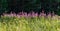 Sunlit Chamaenerion angustifolium flowers against dark shadowed forest