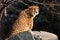 Sunlit cheetah with bright orange hair sits on a stone, dark background