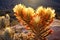 sunlit cholla cactus with golden glow