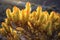 sunlit cholla cactus with golden glow