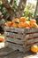 Sunlit citrus orchard, ripe oranges in overflowing crate, vintage charm reflected