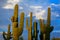 Sunlit Cluster of Saguaro Cacti Against a Cloudy Blue Sky