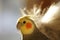 Sunlit cockatiel with orange cheeks.