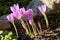 Sunlit colchicum in the flowerbed