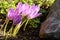 Sunlit colchicum in the flowerbed