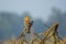 Sunlit Common Hoopoe on Branch