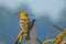 Sunlit Common Hoopoe Perching on Branch