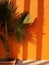 Sunlit Corners: Palm Leaf against an Orange Wall