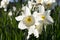 Sunlit cream white daffodil flowers, Narcissus Ice Follies, blooming in the spring sunshine natural blurred background