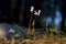 Sunlit cyclamen flowers on dark background with grass