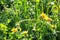 sunlit dandelions Taraxacum after the rain with drops of water on the stems and leaves.