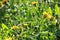 sunlit dandelions Taraxacum after the rain with drops of water on the stems and leaves.